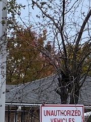 Passer domesticus