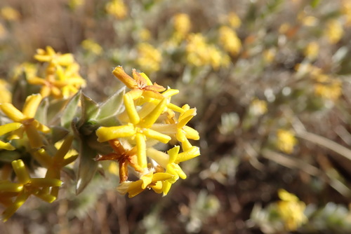 Image of Lasiosiphon canoargenteus by no rights reserved