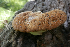 Pseudoinonotus dryadeus