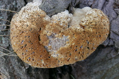 Pseudoinonotus dryadeus