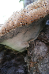 Pseudoinonotus dryadeus