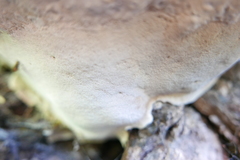 Pseudoinonotus dryadeus