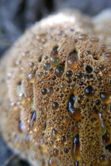 Pseudoinonotus dryadeus