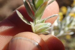 Lasiosiphon canoargenteus