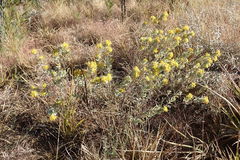 Lasiosiphon canoargenteus