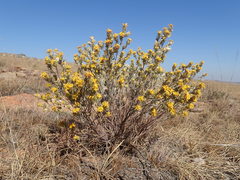 Lasiosiphon canoargenteus