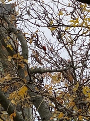 Cardinalis cardinalis