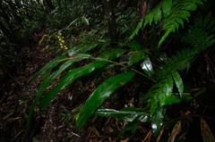Alpinia hainanensis