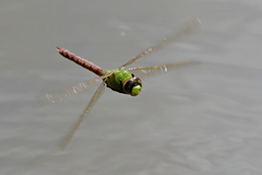 Anax concolor