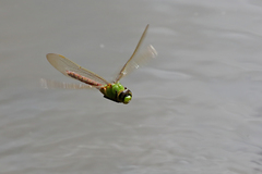 Anax concolor