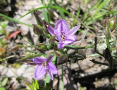 Thysanotus patersonii