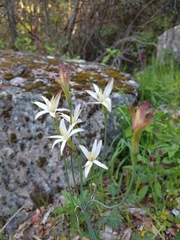 Leucocoryne alliacea