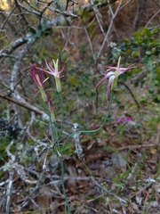 Leucocoryne alliacea