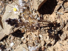 Albuca unifolia