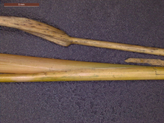 Eragrostis capillaris