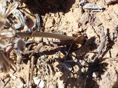 Albuca unifolia