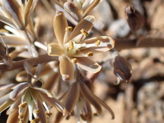 Albuca unifolia