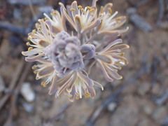 Albuca unifolia