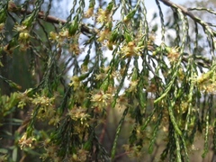 Passerina montana