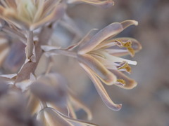 Albuca unifolia