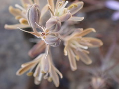 Albuca unifolia