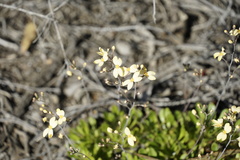 Stylidium spathulatum