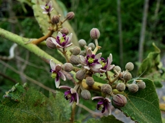Trichospermum pleiostigma