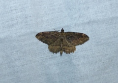 Philereme transversata