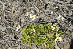 Stylidium spathulatum