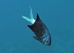 Chromis xanthura