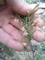 Passerina montana