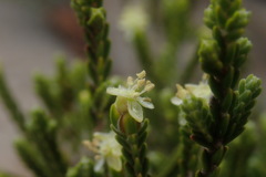 Passerina montana