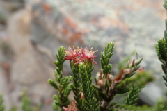 Passerina montana