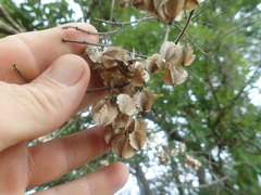 Combretum erythrophyllum