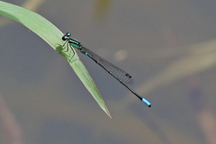 Acanthagrion lancea