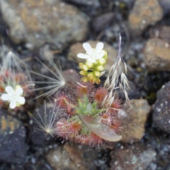 Drosera micrantha