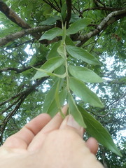 Combretum erythrophyllum