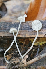 Mycena vitilis