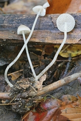 Mycena vitilis