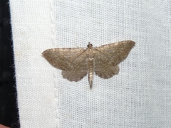 Philereme vetulata