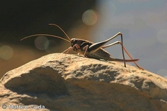 Pholidoptera aptera goidanichi