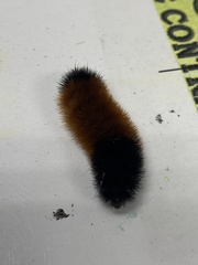 Pyrrharctia isabella