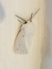 Spilosoma congrua