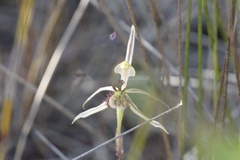 Caladenia barbarossa