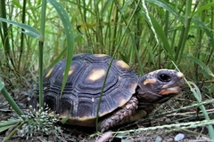 Chelonoidis carbonarius