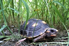 Chelonoidis carbonarius