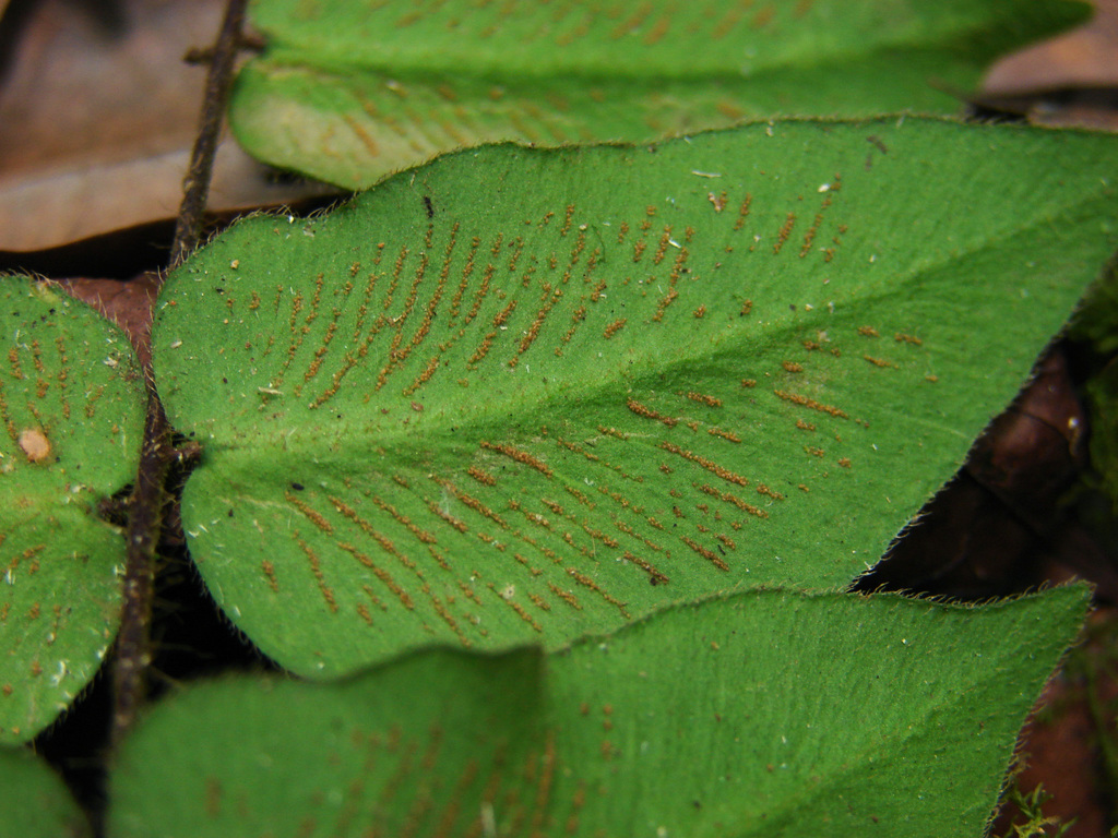 Doradilla