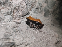 Hydrophylax bahuvistara