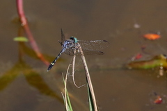 Micrathyria hesperis