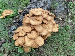 Desarmillaria caespitosa